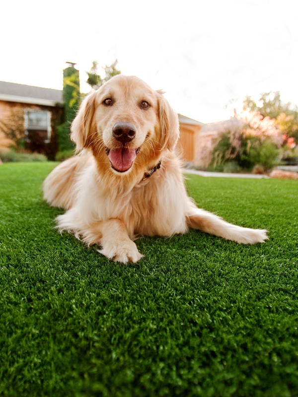 Artificial Grass for Pets (dog sitting on fake grass)